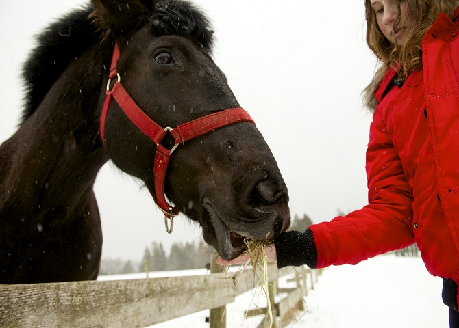 Jeune fille nourrissant un cheval, guide touristique sport d’hiver, Nouvelle-Écosse