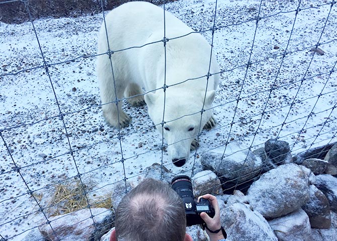 Excursion pour voir les ours polaires de manière sécurisée au Manitoba