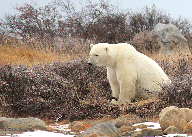 Ours blanc à Churchill, au Manitoba